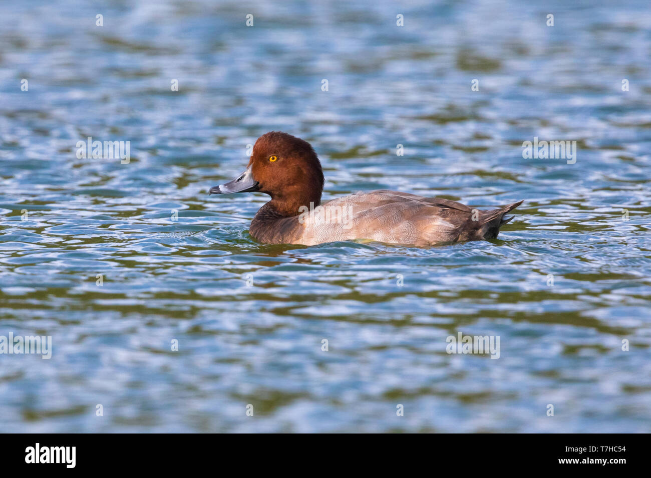 Mela Redhead Stockfoto