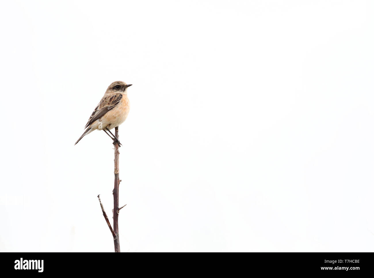 Im ersten Winter männlich Sibirisches Schwarzkehlchen (Saxicola maurus) in den Dünen am östlichen Ende des niederländischen Wattenmeer Insel Vlieland. Stockfoto