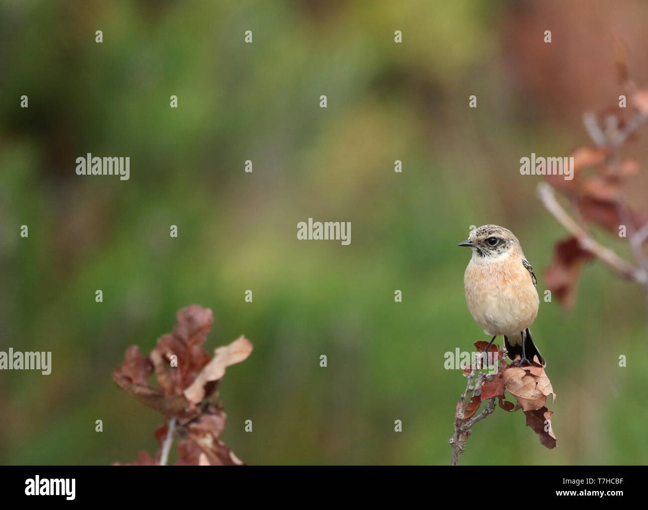 Im ersten Winter männlich Sibirisches Schwarzkehlchen (Saxicola maurus) in den Dünen am östlichen Ende des niederländischen Wattenmeer Insel Vlieland. Stockfoto