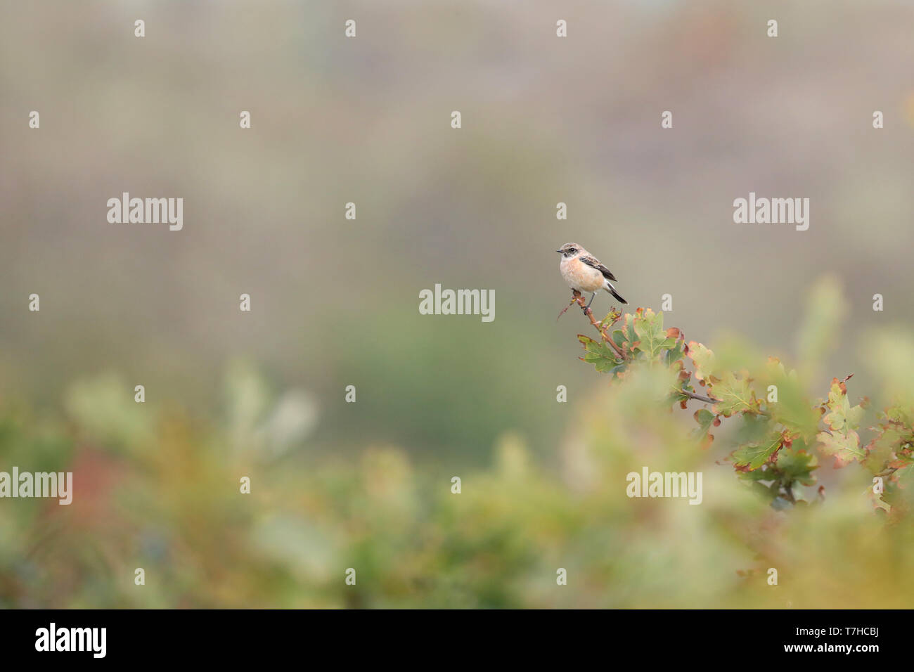 Im ersten Winter männlich Sibirisches Schwarzkehlchen (Saxicola maurus) in den Dünen am östlichen Ende des niederländischen Wattenmeer Insel Vlieland. Stockfoto