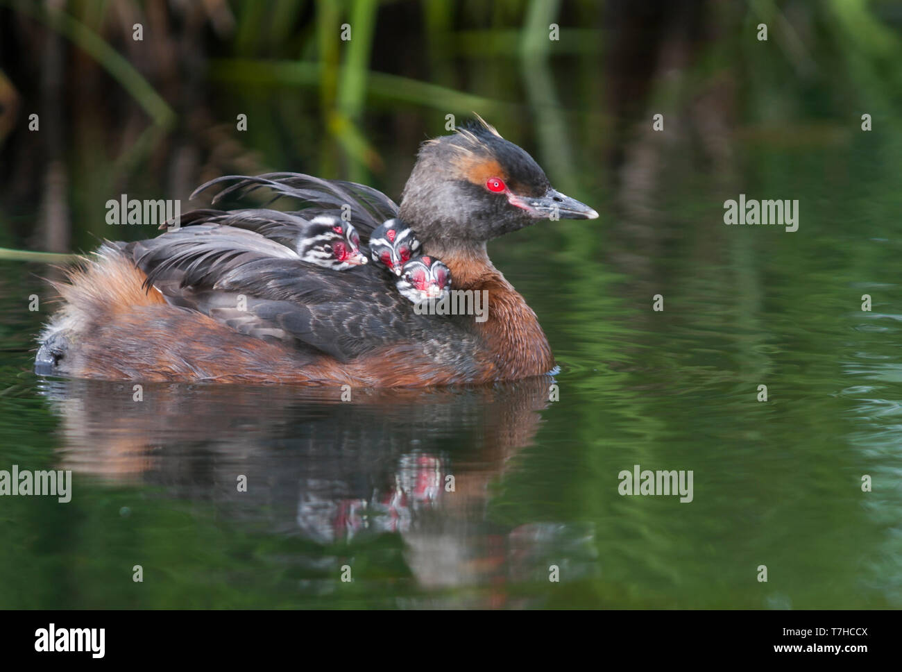 Nach slawonische Haubentaucher (Podiceps auritus) Schwimmen mit Küken in einer isländischen See. Stockfoto