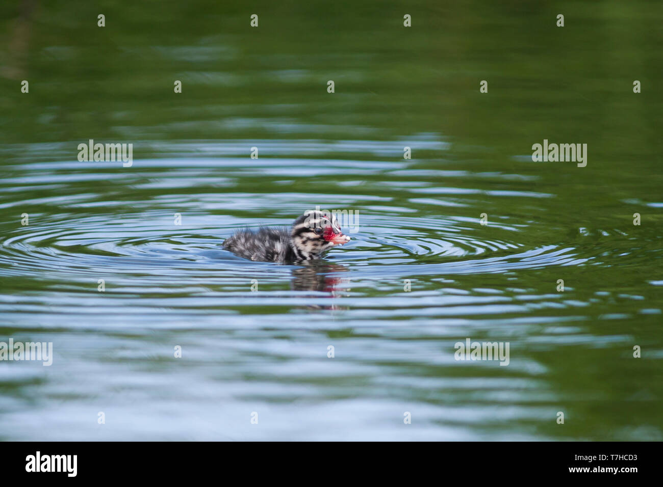 Juvenile slawonische Haubentaucher (Podiceps auritus) Schwimmen in einer isländischen See. Stockfoto