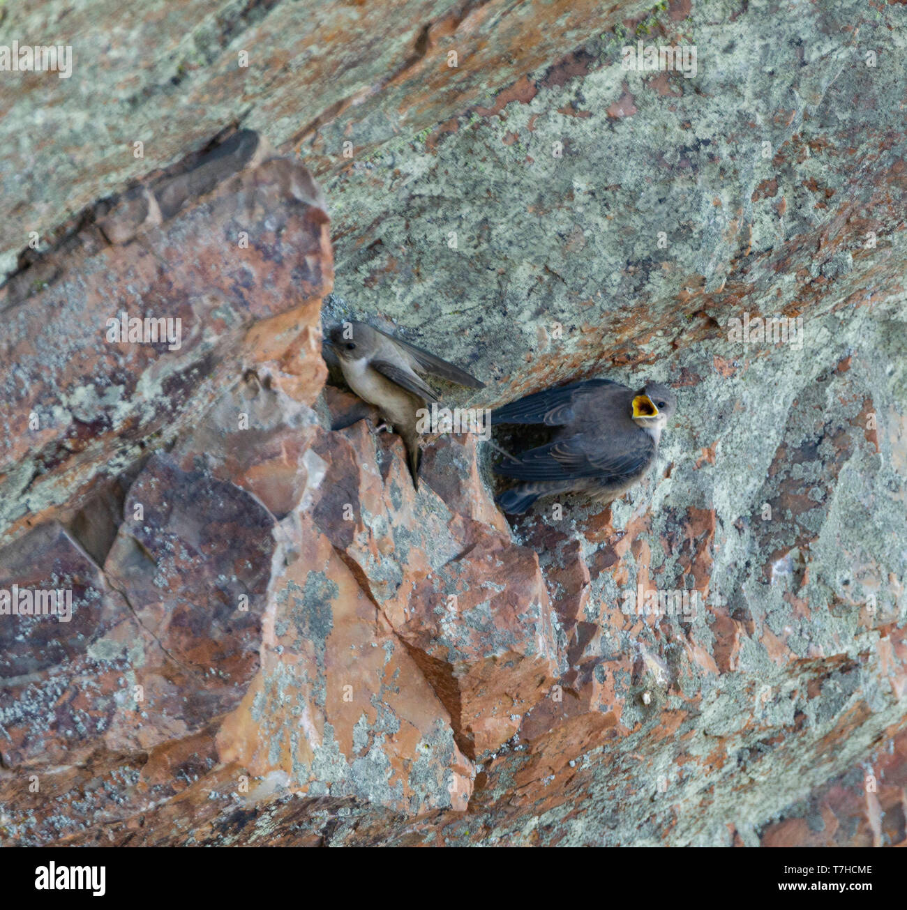 Rock Martin mit Jungen Stockfoto