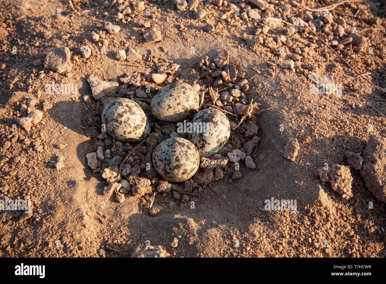 Nest mit 4 Eiern von Sporn - wingend Kiebitz (Vanellus Spinosus) liegt am Golf von Steigenberger Hotel Complex in Ägypten. Stockfoto