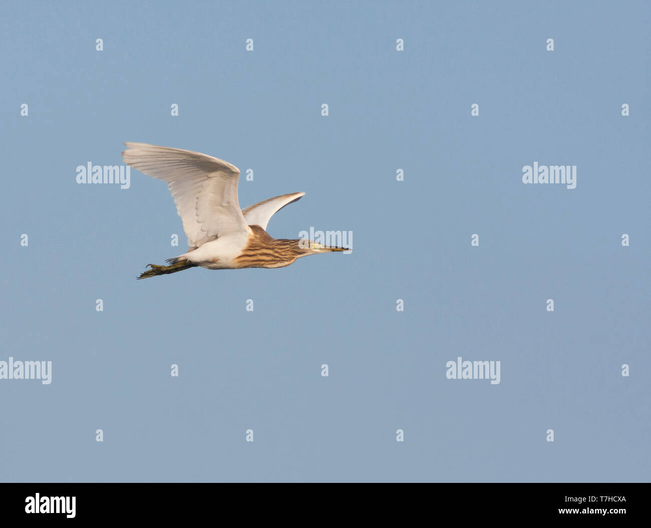Nach Squacco Heron (Ardeola ralloides ssp. ralloides) im Winter Gefieder im Flug gegen den blauen Himmel als Hintergrund in Frankreich. Stockfoto