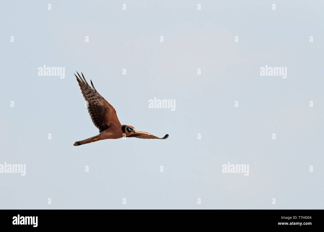 Im ersten Winter blassen Harrier (Circus macrourus) über Limburg in den Niederlanden migrieren. Stockfoto