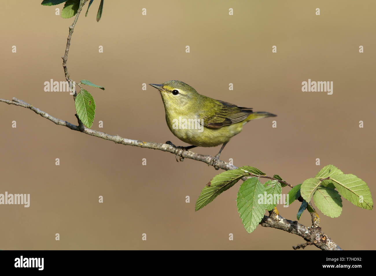 Tennessee Warbler thront Stockfoto
