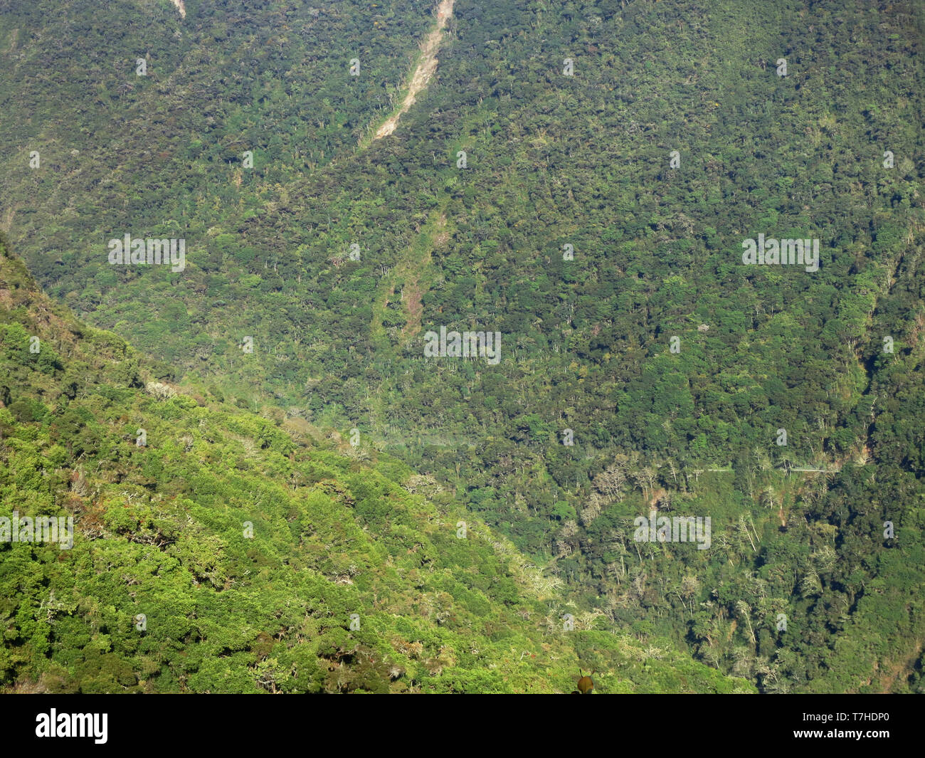 Die bewaldeten Hänge an den oberen Manu Road, auf der östlichen Abhang der Anden von Peru. Stockfoto