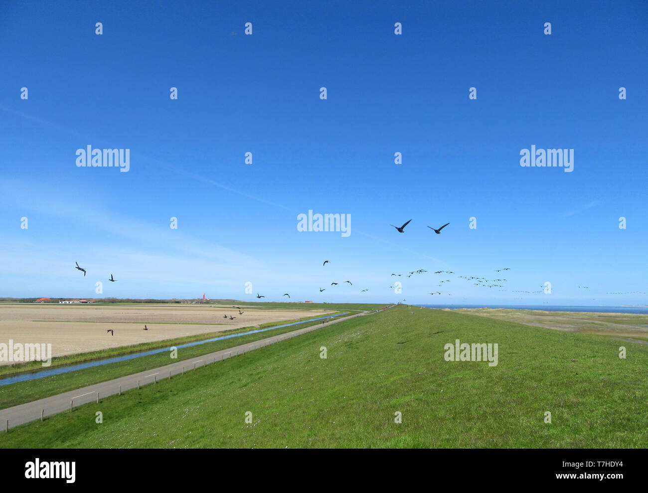 Ringelgänse (Branta bernicla) fliegen über einen Deich an der Wattenmeerküste von Texel, eine holländische Insel im Norden der Niederlande. Stockfoto