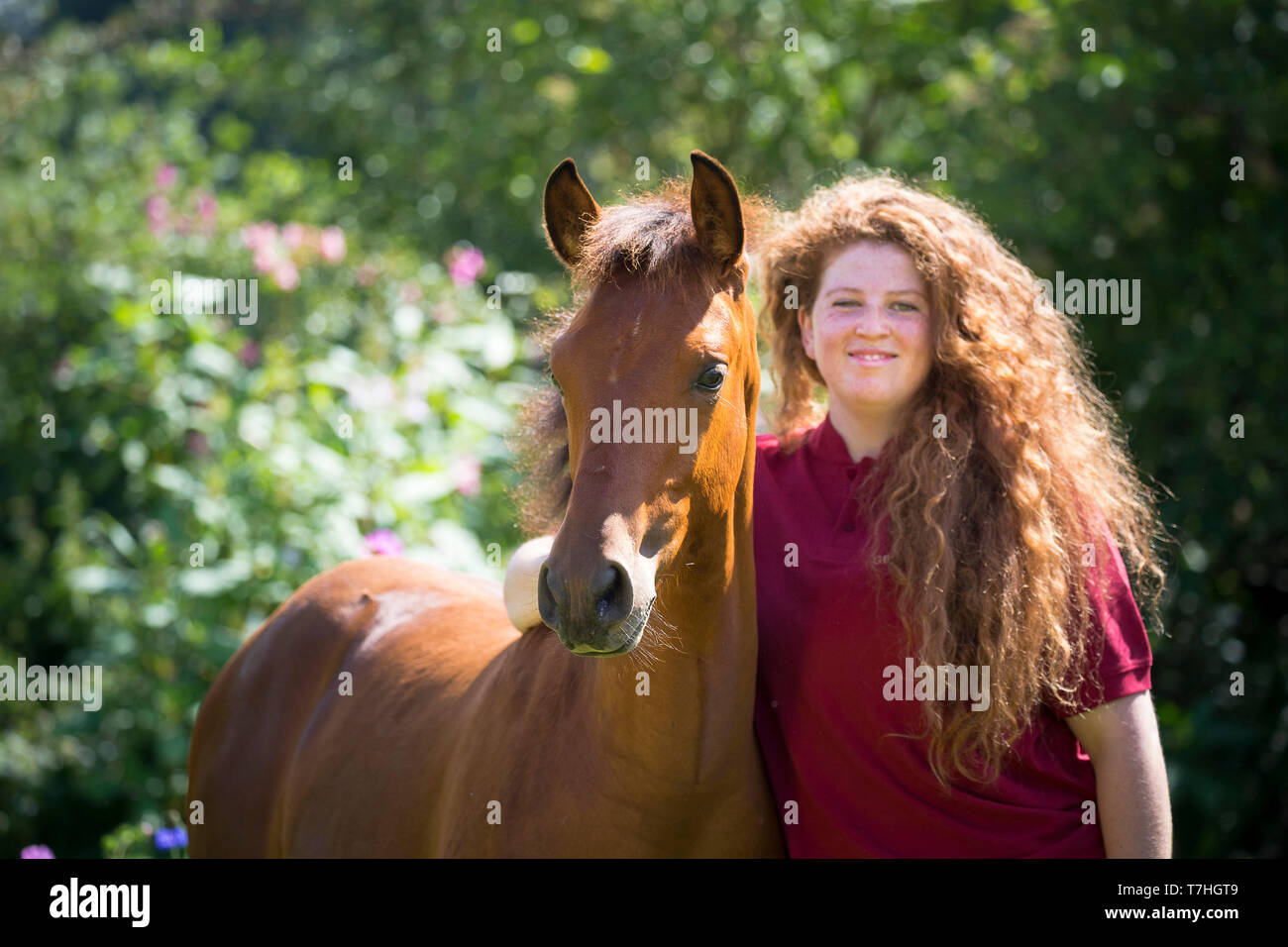 Iberischen Sport Pferd. Junge Frau neben bay Fohlen. Deutschland Stockfoto