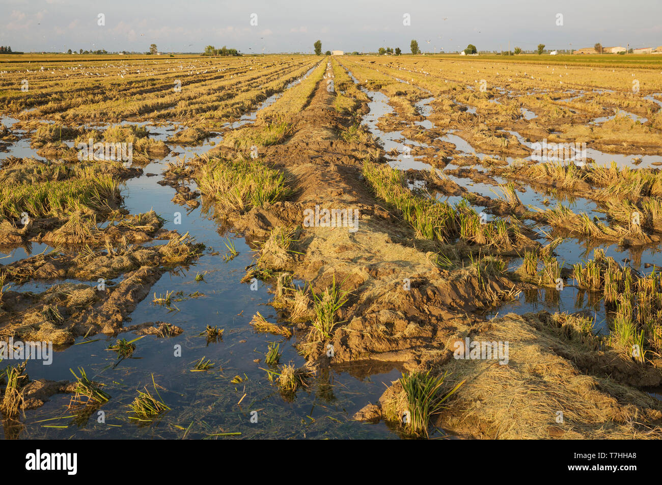 Verwüstet Reis (Oryza sativa) nur nach der Reisernte. Umgebung des Ebro-delta Natur, Provinz Tarragona, Katalonien, Spanien Stockfoto