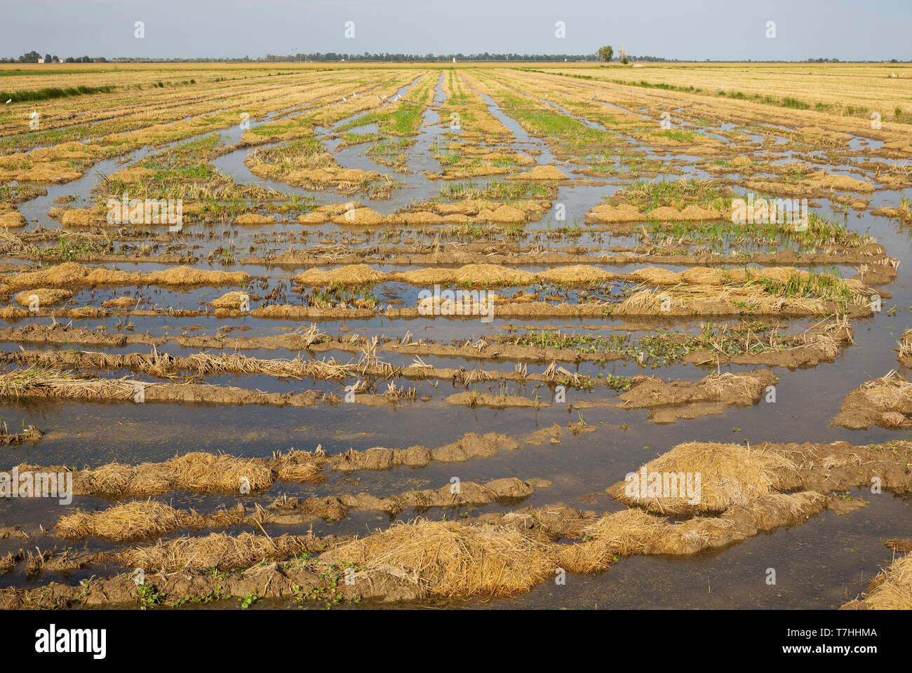 Verwüstet Reis (Oryza sativa) nur nach der Reisernte. Umgebung des Ebro-delta Natur, Provinz Tarragona, Katalonien, Spanien Stockfoto