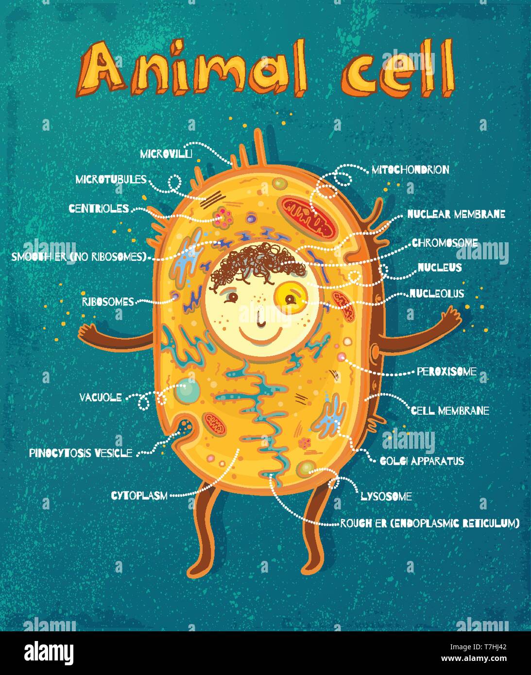 Cartoon vector Abbildung: Struktur der tierischen Zelle. Abbildung: Die tierischen Zelle Anatomie Stock Vektor