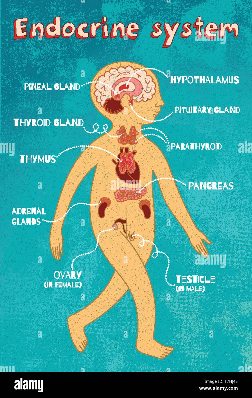 Menschliche Hormonsystem für Kinder. Vector Farbe Cartoon Illustration. Die menschliche Anatomie. Stock Vektor