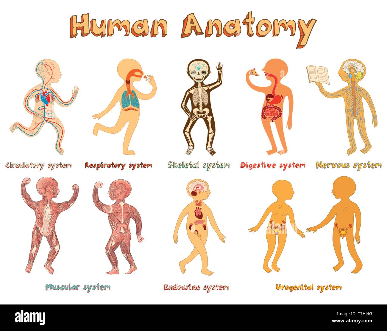 Pädagogische Darstellung der menschlichen Anatomie, Systeme von Organen für Kinder. Cute Vector cartoon Poster mit Titel der Systeme der Organe. Stock Vektor