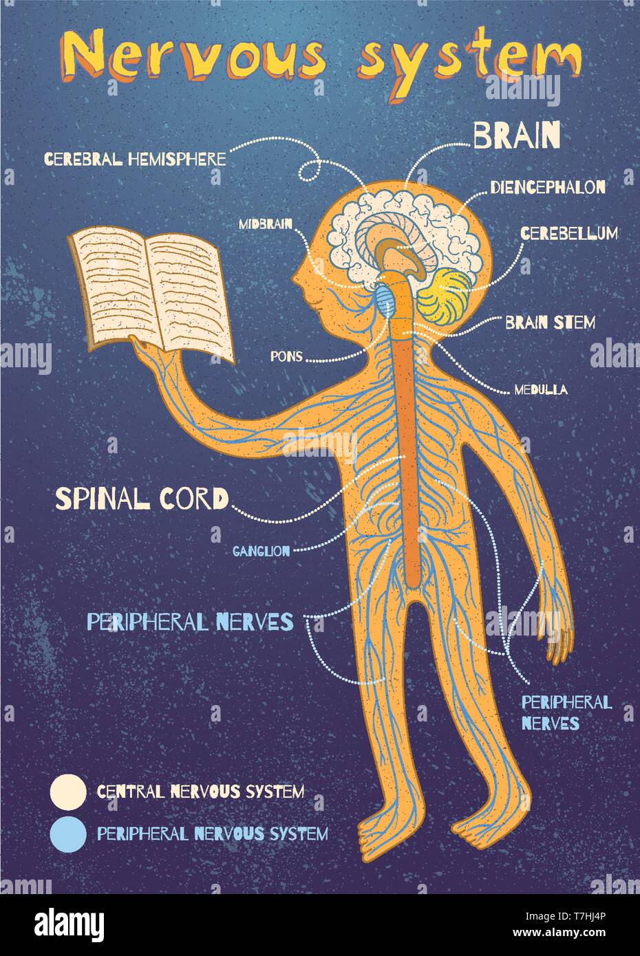 Menschliche Nervensystem für Kinder. Vector Farbe Cartoon Illustration. Die zentralen und peripheren Nervensystem Anatomie. Stock Vektor