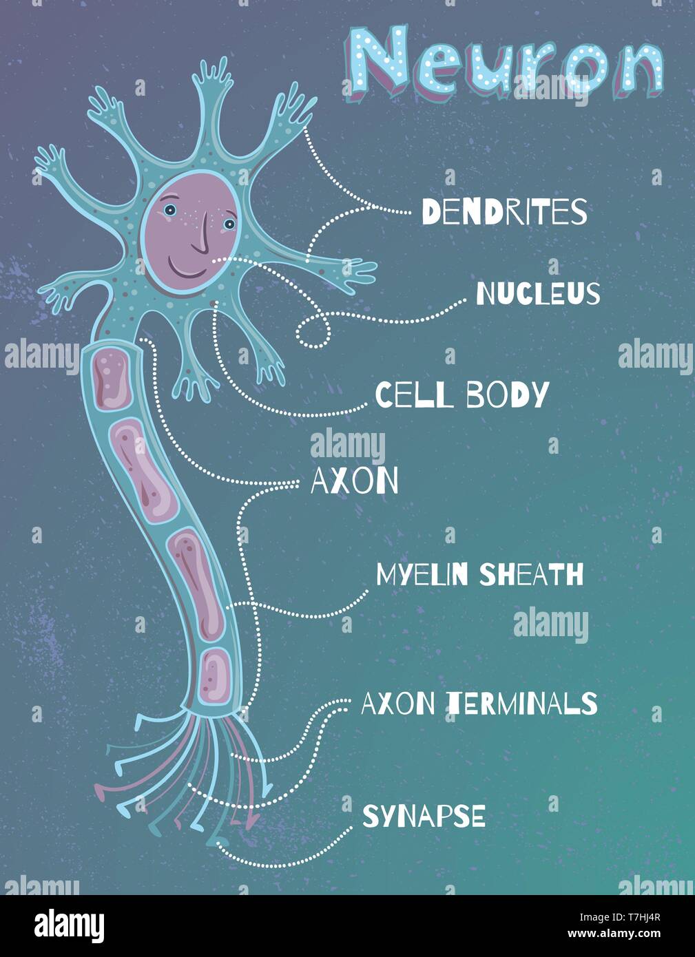 Vector Abbildung: Struktur der menschlichen Neuronen. Cartoon pädagogische Bild für Kinder. Stock Vektor
