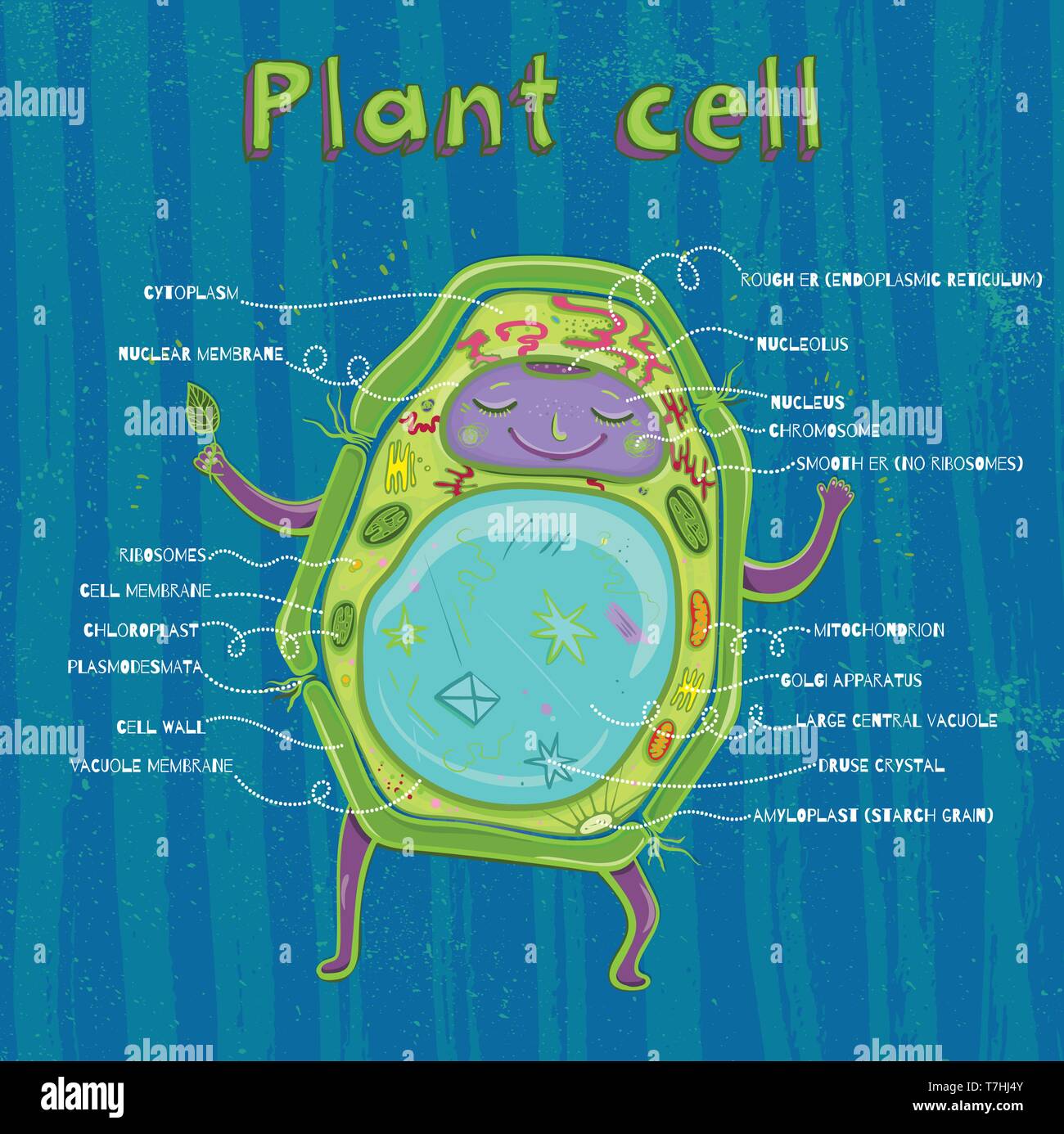 Cartoon vector Abbildung: Aufbau der pflanzlichen Zelle. Abbildung: Die pflanzenzelle Anatomie Stock Vektor
