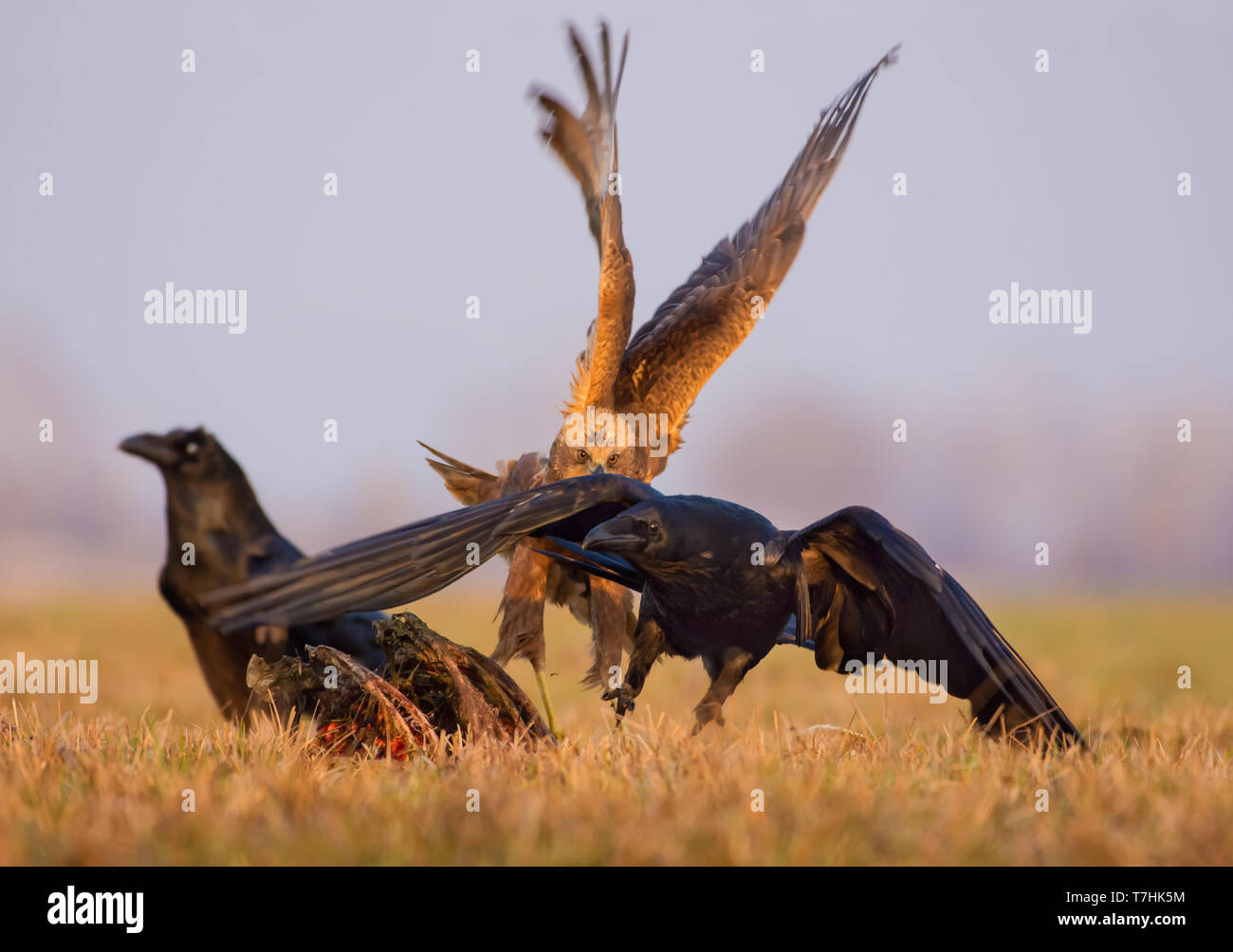 Western Rohrweihe jagt und Verfolgungsjagden, Kolkrabe, wie es läuft für das Leben Stockfoto