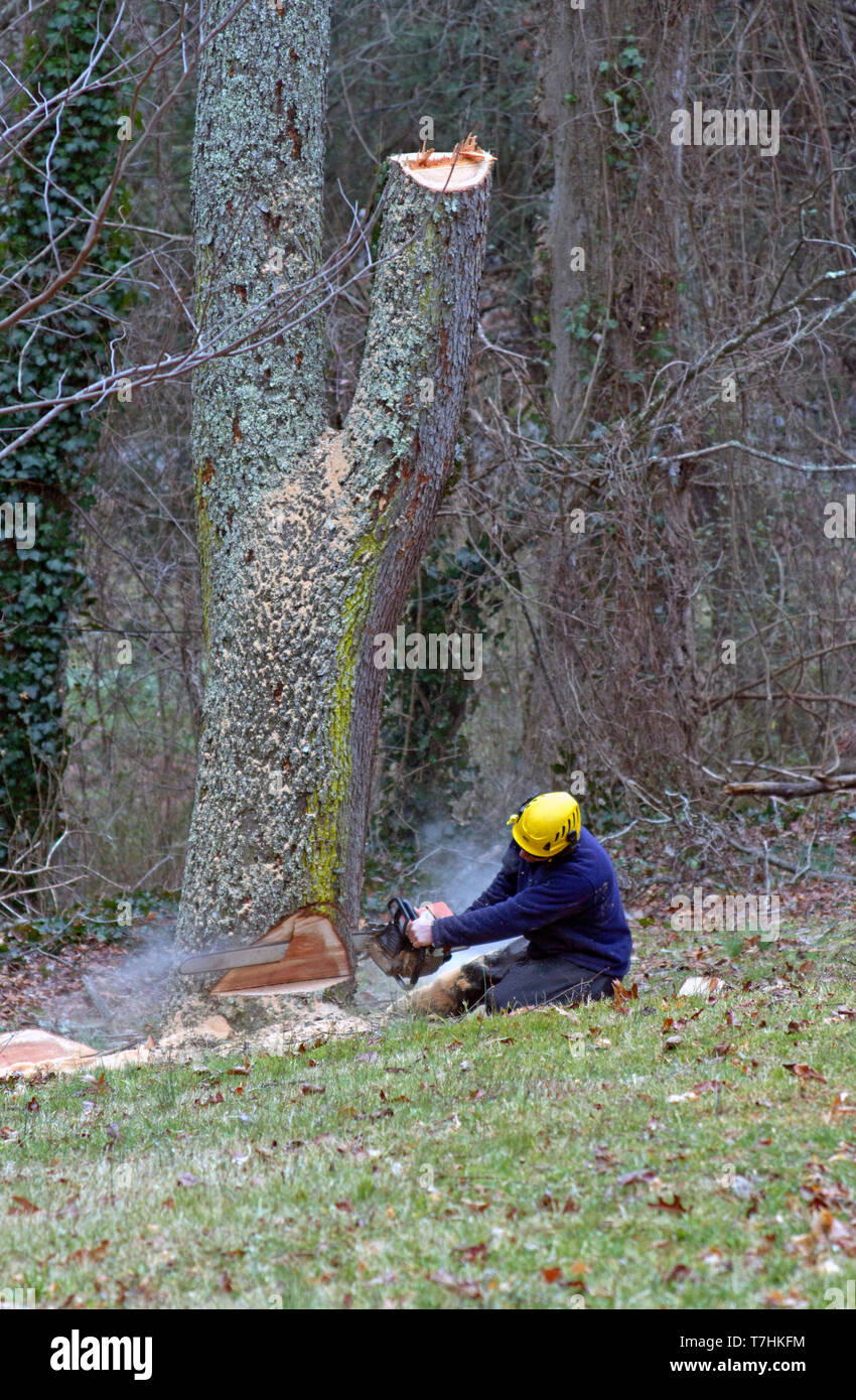 Ein alter Kirschbaum, abgeschnitten von einem Mann mit einer Kette an einem Winter sah Stockfoto