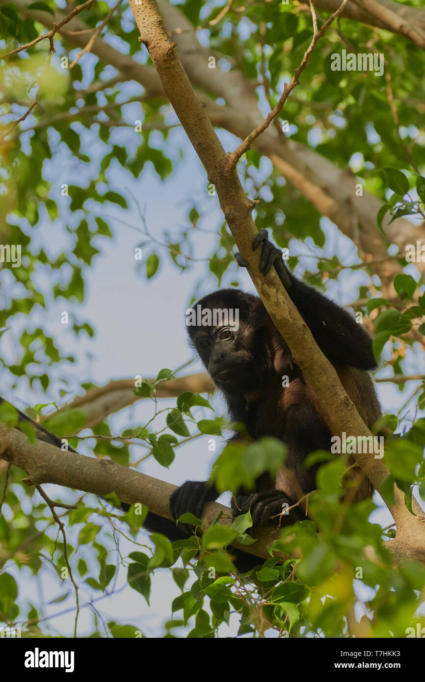 Mantled Brüllaffen, Alouatta palliata, Provinz Guanacaste, Costa Rica, Mittelamerika Stockfoto