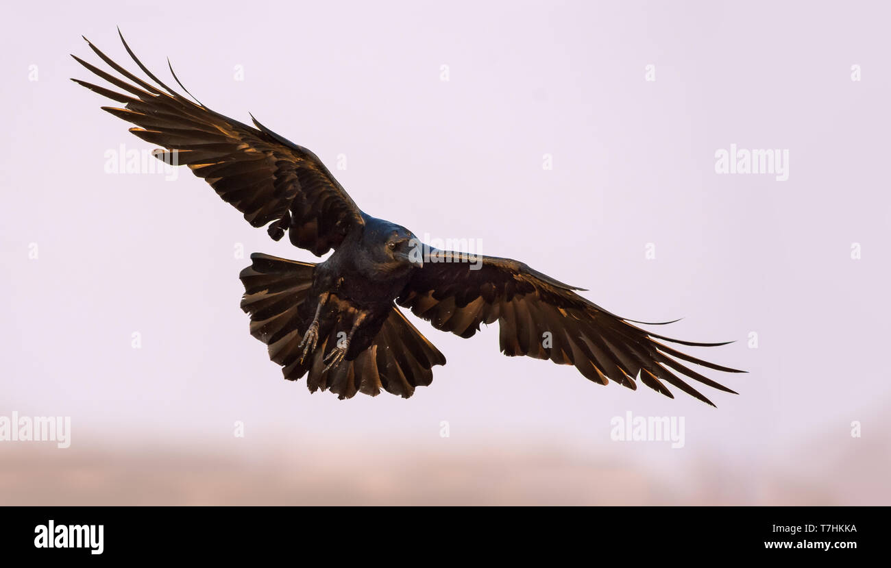 Kolkrabe Segelfliegen in den Himmel mit gestreckten Flügeln, Beine und Schwanz Stockfoto