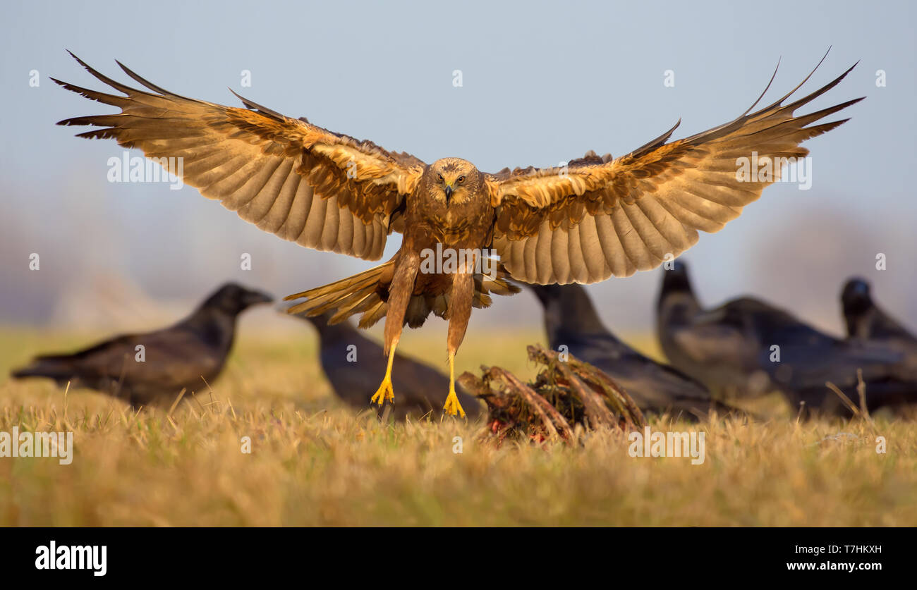 Weibliche Western Rohrweihe ankommenden Flug mit komplett offenen Körper Beine Flügel Stockfoto
