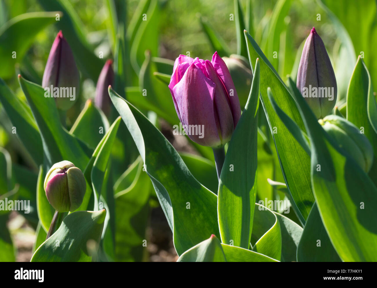 Junge frische Tulpen im Frühling Garten. Erste Frühling Blumen. Stockfoto
