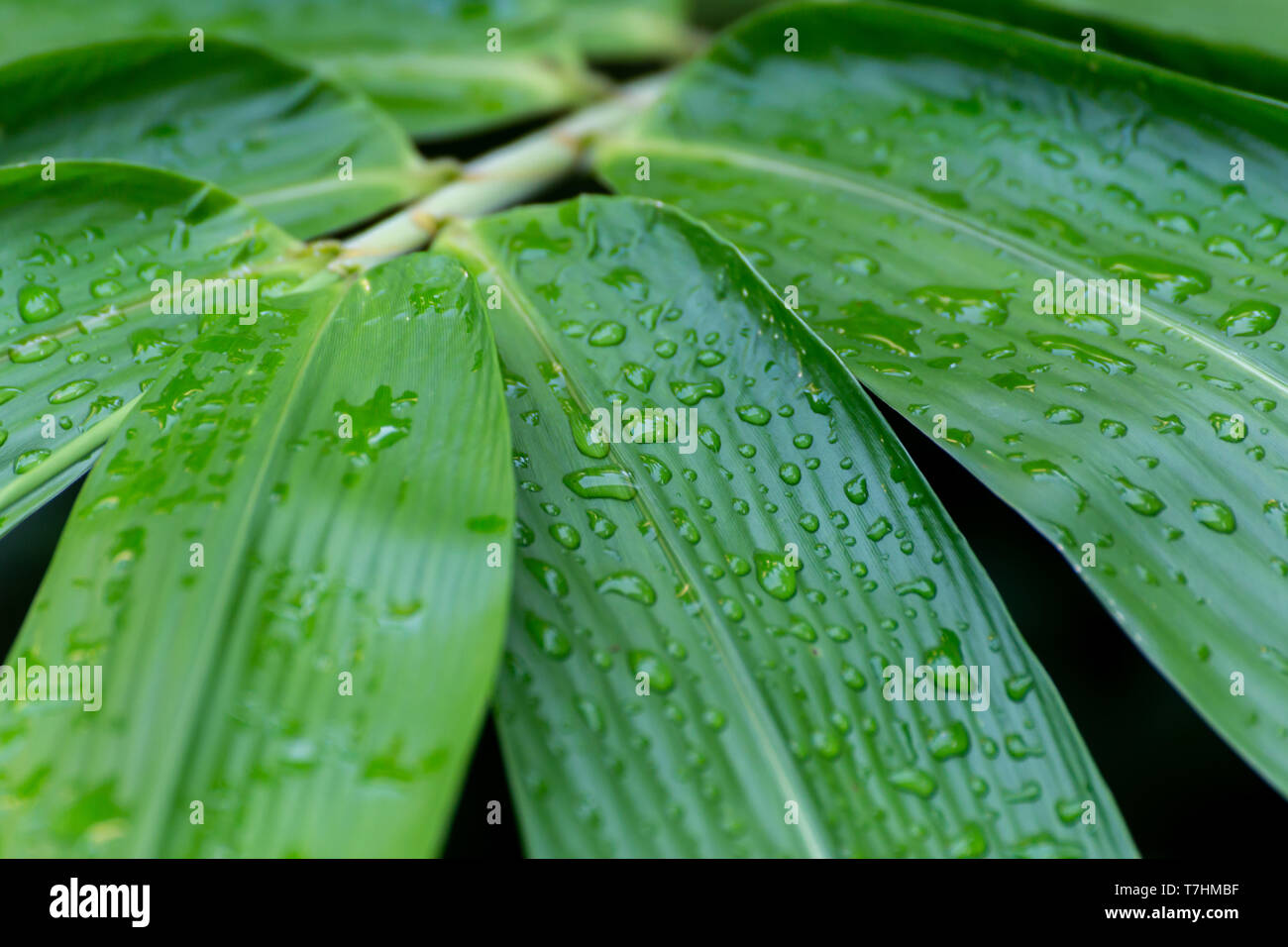 Morgen Wasser Tautropfen auf dem Green bamboo Leaf. Wasser Regentropfen auf Bambus Blätter im Wald im Regen. Natur Hintergrund. Stockfoto