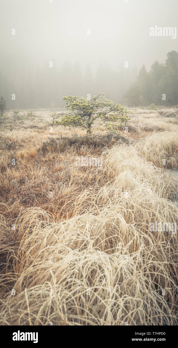 Morgen Reif und Eis auf dem Gras und Bäume im Bereich Jonsvatnet, Norwegen. Boreal sumpfigen Wald Boden in der Nähe von malvik. Stockfoto