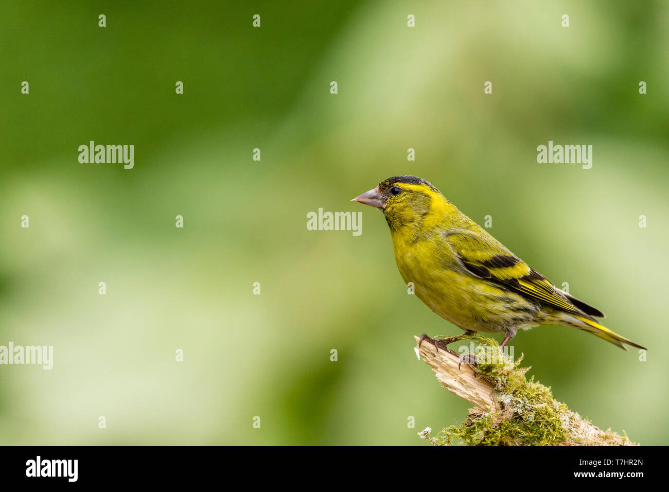 Männliche siskin in Wales im Frühling Stockfoto