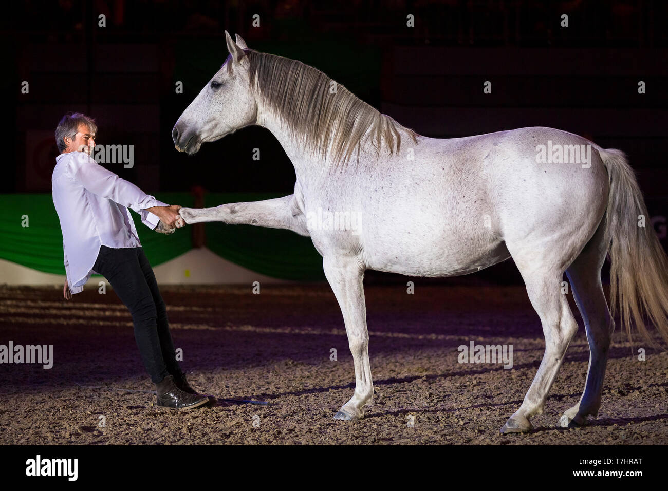 Jean-Francois Pignon zeigt eine freiheitsdressur mit grauem Pferd Stockfoto