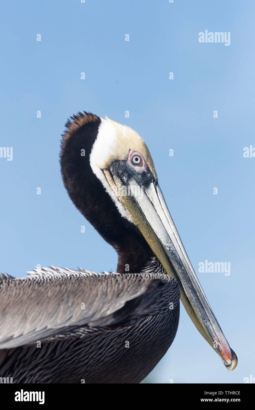 Mexiko, Baja California Sur, Golf von Kalifornien (auch bekannt als die See von Cortez oder das Meer von Cortés, Loreto Loreto Bay National Marine Park, Braunpelikan (Pelecanus occidentalis) Stockfoto