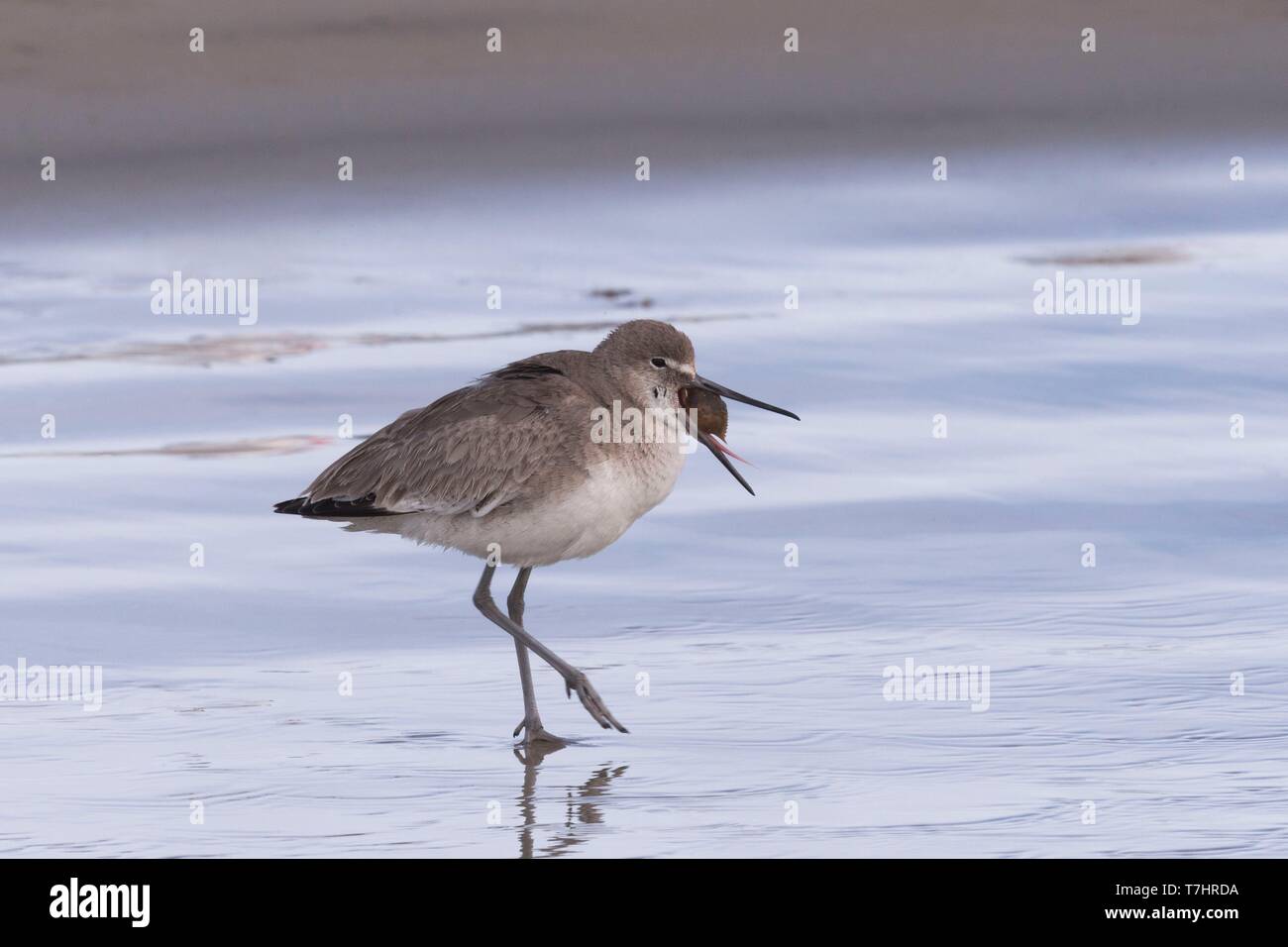 Mexiko, Baja California Sur, Puerto San Carlos, Magdalena Bay (Madelaine Bay), Willet (Tringa semipalmata), früher in die monotypische Gattung als Catoptrophorus Catoptrophorus semipalmatus, mit einer Krabbe Shell im Schnabel klemmt Stockfoto