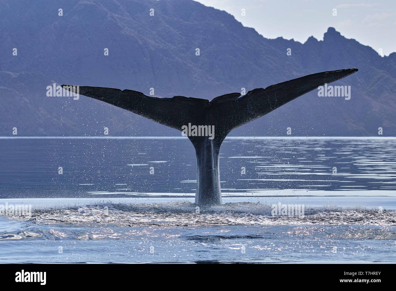 Mexiko, Baja California Sur, Golf von Kalifornien (auch bekannt als die See von Cortez oder das Meer von Cortés, Loreto Loreto Bay National Marine Park, Blauwal (Balaenoptera musculus), Schwanz eines Erwachsenen Stockfoto