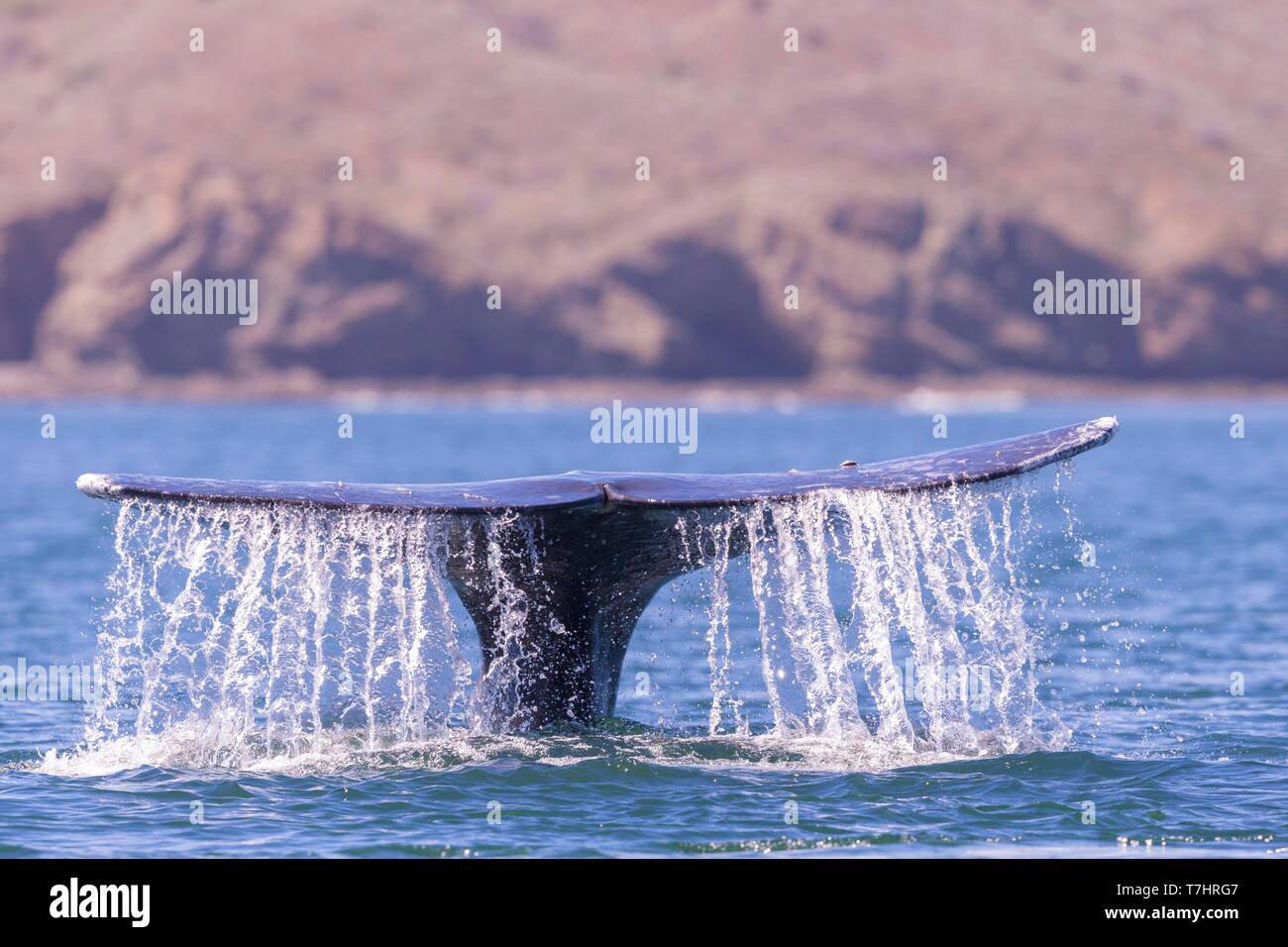 Mexiko, Baja California Sur, Puerto San Carlos, Magdalena Bay (Madelaine Bay), Grauwale (Eschrichtius robustus), Schwanz mit Marken, die Kennzeichen der einzelnen Wal Stockfoto