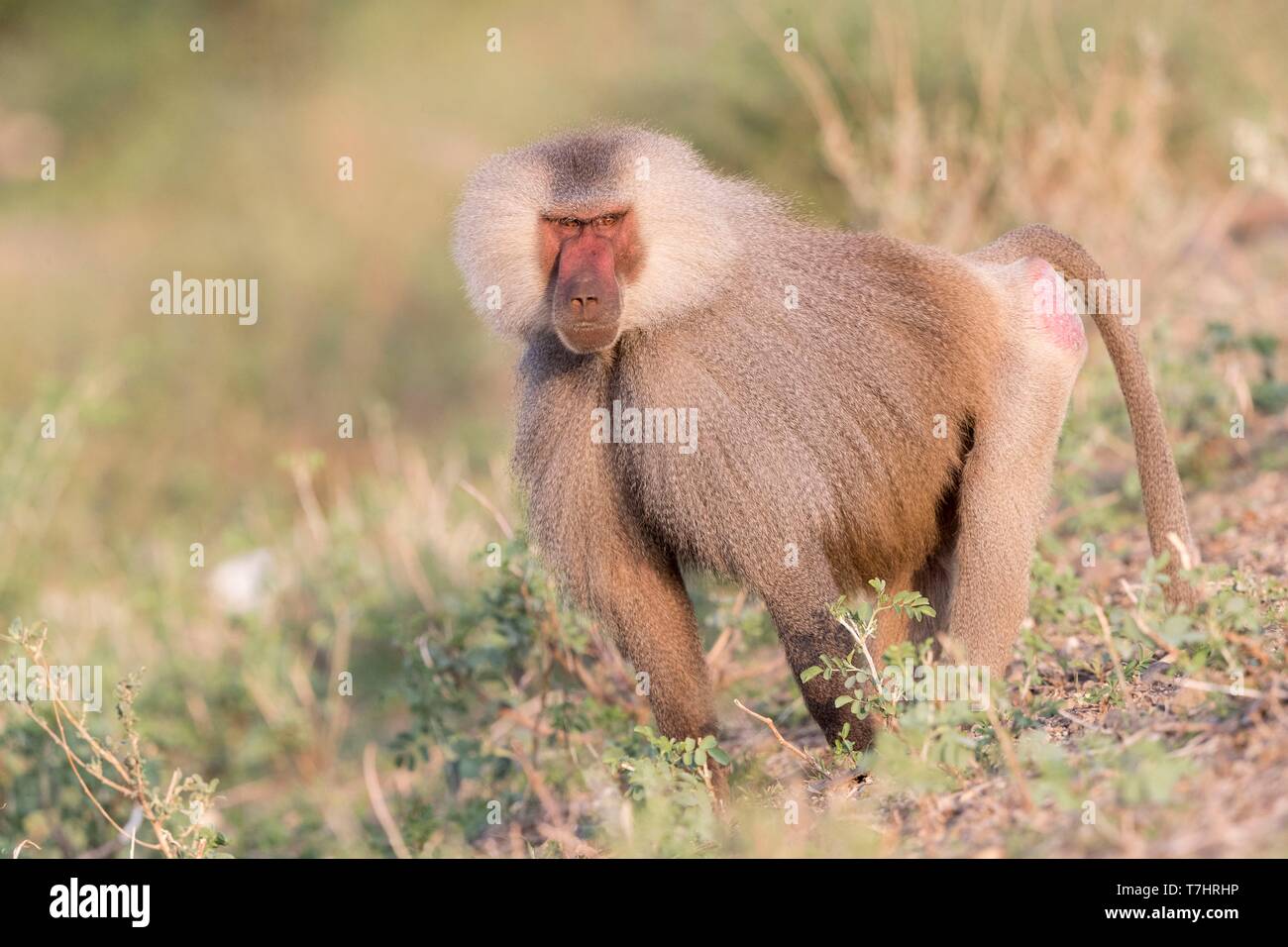 Äthiopien, Rift Valley, Überspült, Hamadryas baboon (Papio hamadryas), dominante Männchen Stockfoto