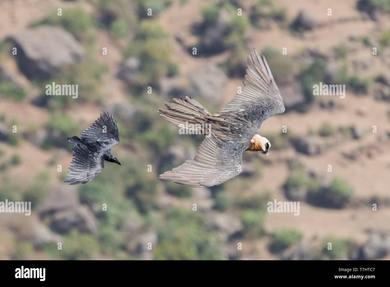 Äthiopien, Rift Valley, Debre Libanos, Bartgeier (Gypaetus Barbatus) von Fan angegriffen-tailed Rabe (Corvus rhipidurus), im Flug, Raven greift Stockfoto