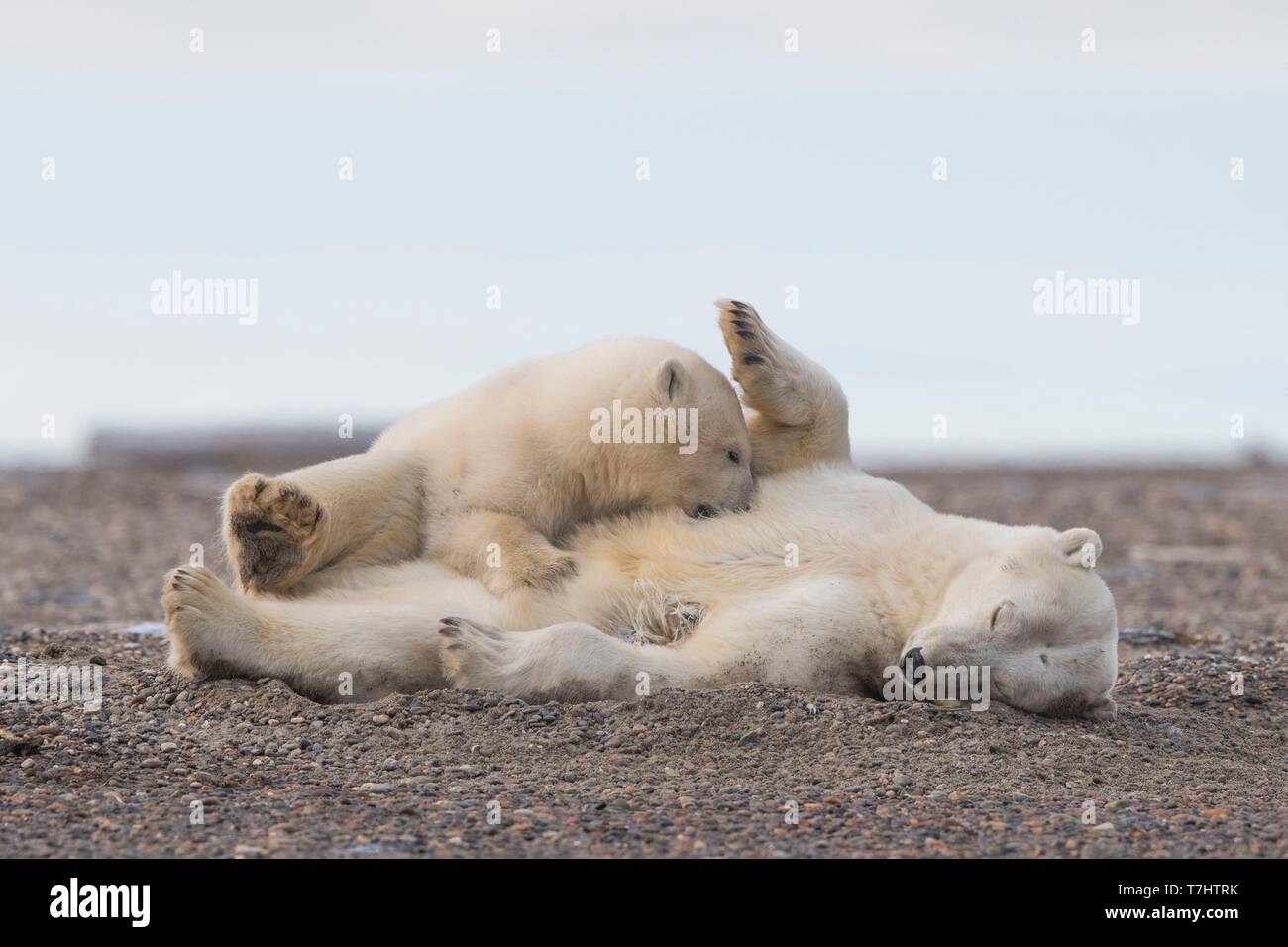 Usa, Alaska, Arctic National Wildlife Refuge, Kaktovik, Eisbär (Ursus maritimus), der Mutter mit einem Cub, zusammen eine Sperre Insel außerhalb Kaktovik, Alaska ruht. Jeden Herbst, Eisbären (Ursus maritimus) versammeln sich in der Nähe von kaktovik am nördlichen Rand der ANWR, Arktische Alaska, Herbst Stockfoto