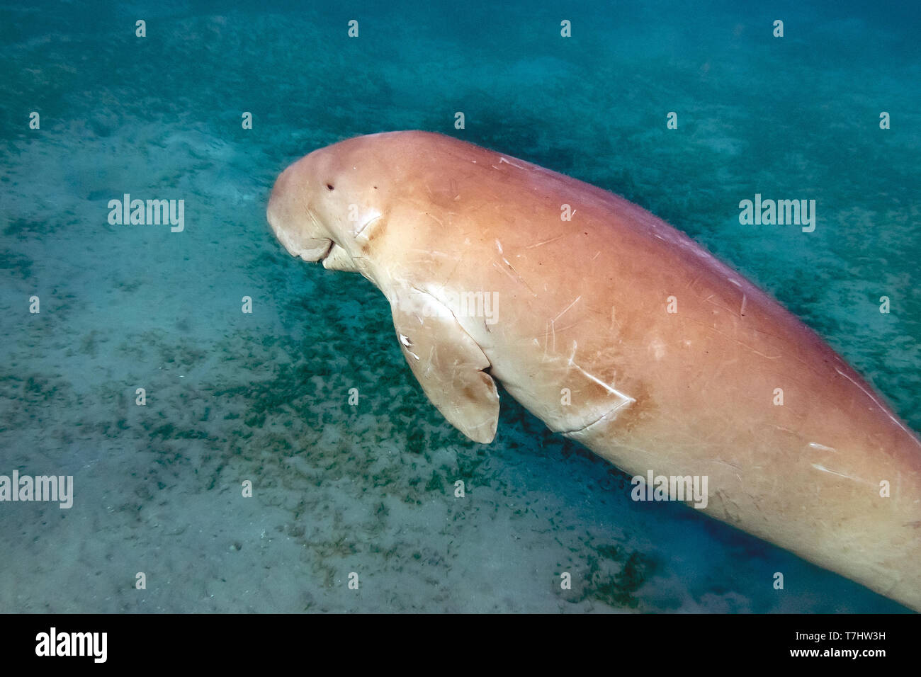 Seekuh (Dugong dugon) Schwimmen unter Wasser über dem Meeresboden in der Nähe von Marsa Alam, Rotes Meer in Ägypten. Von oben gesehen. Stockfoto