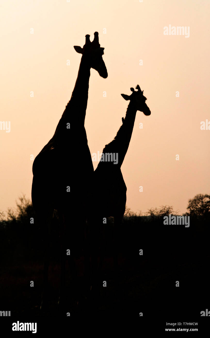 Giraffe (Giraffa Camelopardalis) im Krüger Nationalpark in Südafrika. Stockfoto