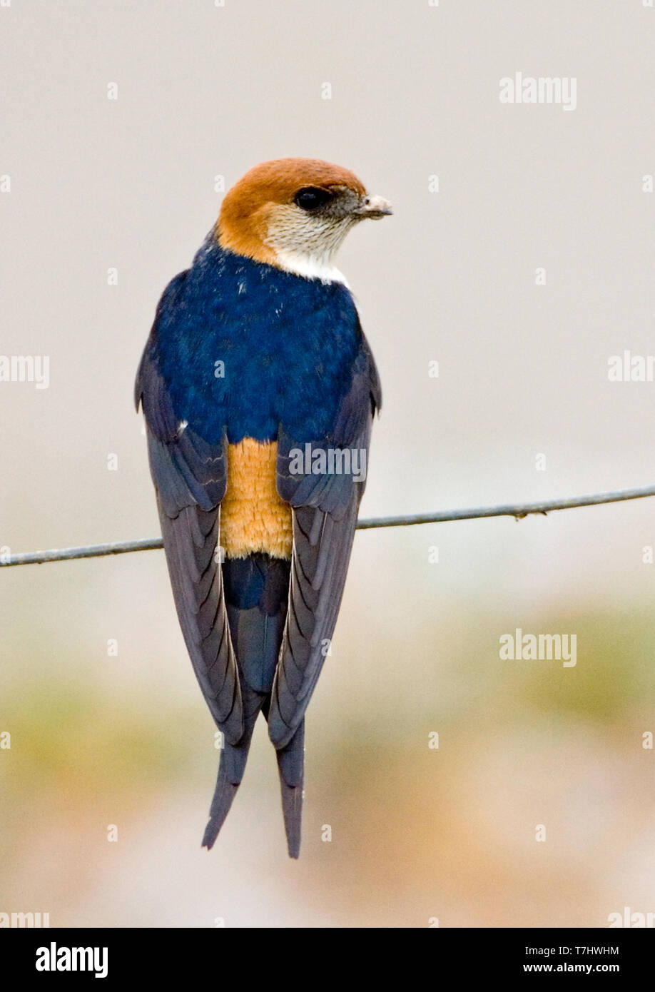 Nach mehr Striped Swallow (Cecropis cucullata) thront auf einem Draht in Südafrika. Suchen auf der Rückseite. Stockfoto