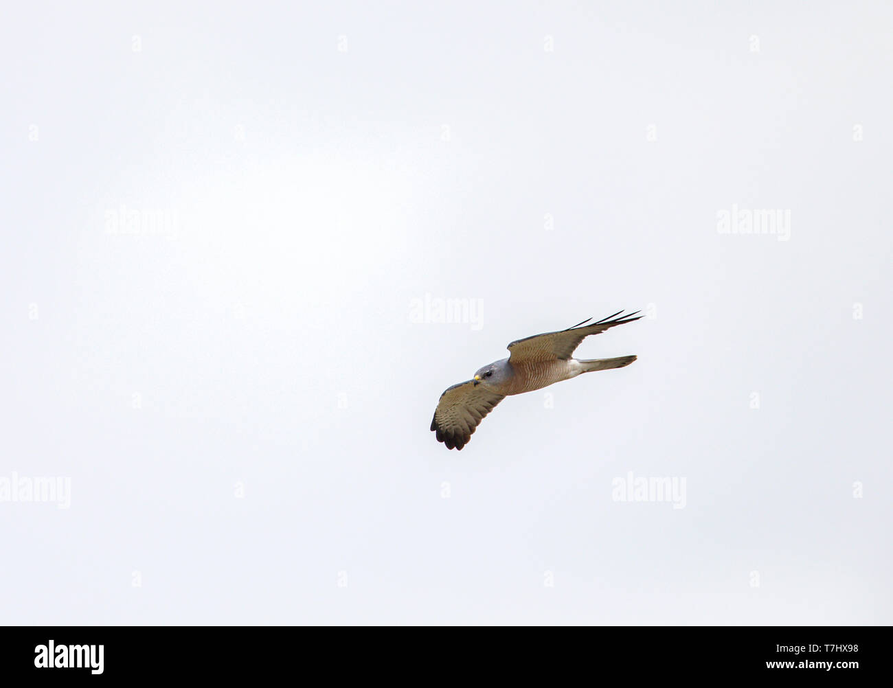 Erwachsene männliche Levant Sperber (Accipiter brevipes) im Flug im Frühjahr Migration in Bulgarien. Stockfoto