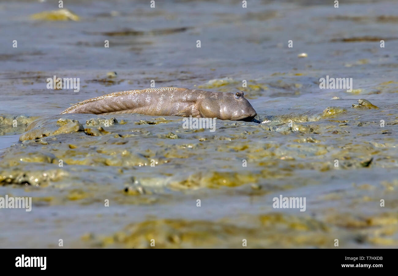 Mud Skipper sitzen in Watt von Sulaibikhat Bucht in Kuwait. 4. Januar 2011. Stockfoto