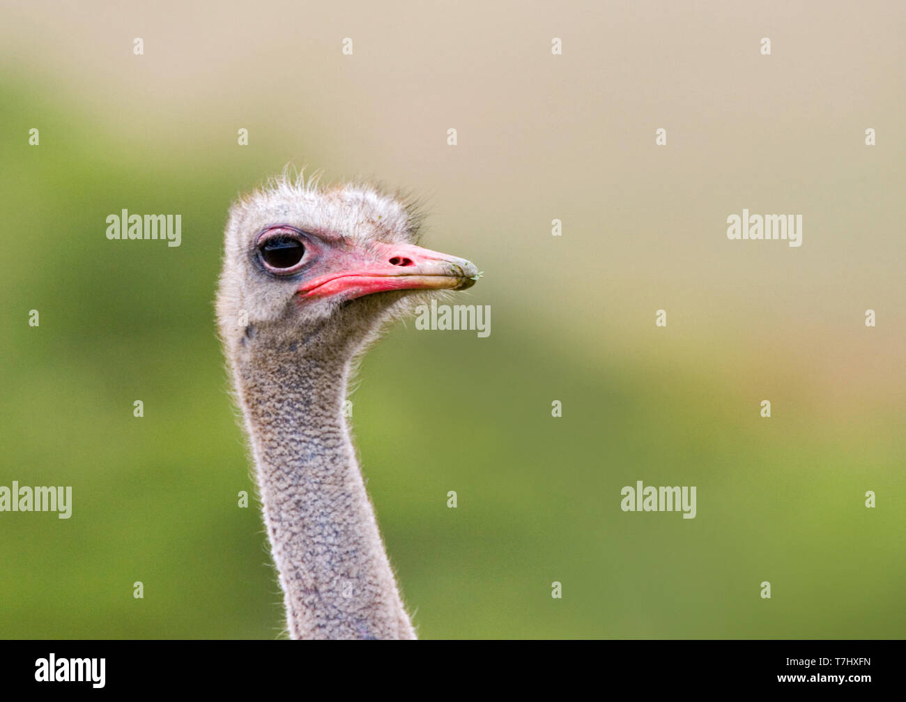 Strauß (Struthio camelus) Portrait, gegen einen grünen Hintergrund in Südafrika. Stockfoto