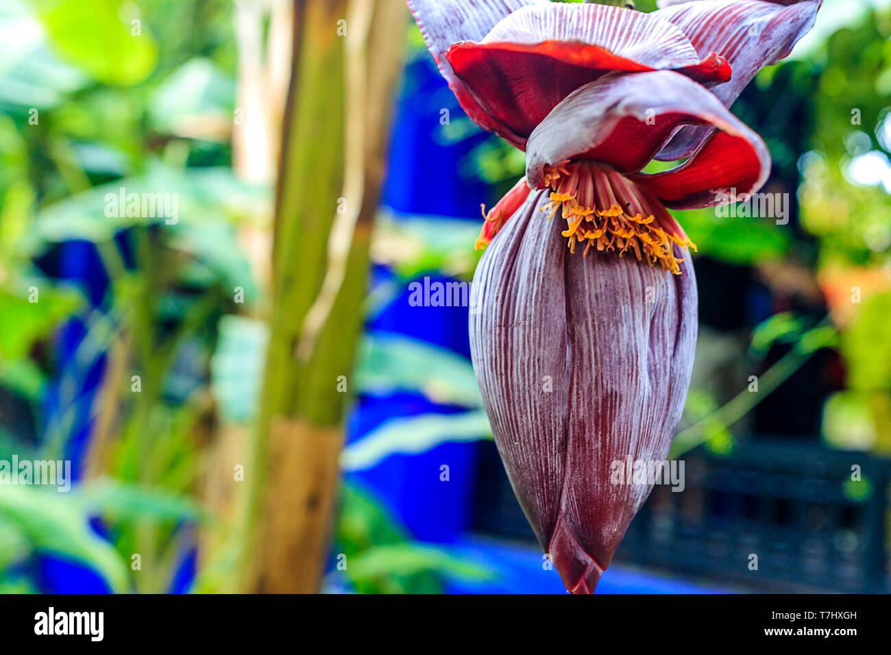 Schöne, rote Banane Blume close-up in einer natürlichen Umgebung. Im Hintergrund sind Dschungel, Palmblättern und anderen Pflanzen. Marokko Stockfoto