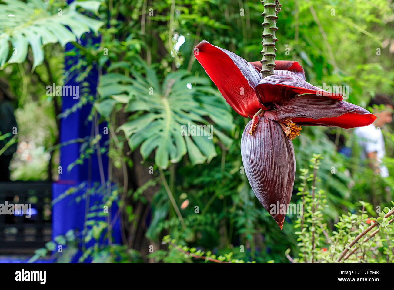 Schöne, rote Banane Blume close-up in einer natürlichen Umgebung. Im Hintergrund sind Dschungel, Palmblättern und anderen Pflanzen. Marokko Stockfoto