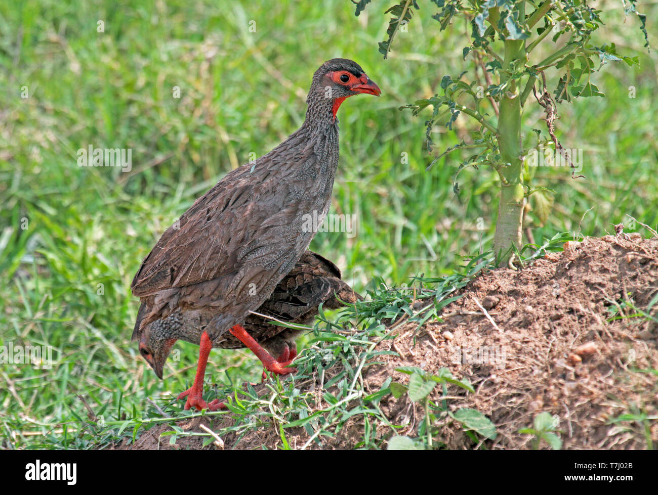 Red-necked spurfowl (Pternistis Afer) Stockfoto