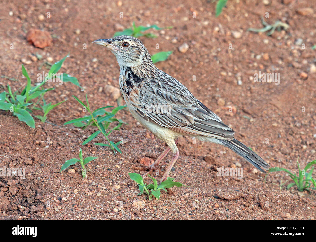 Rufous-naped Lerche (Mirafra africana) Stockfoto