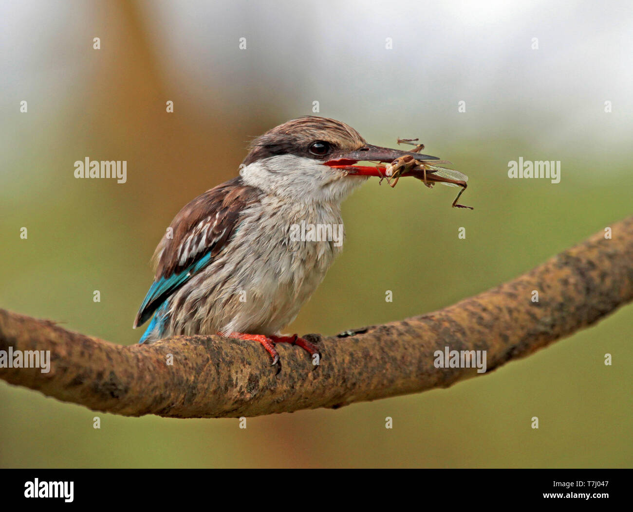 Gestreifte Kingfisher (Halcyon chelicuti) mit Grashopper Stockfoto